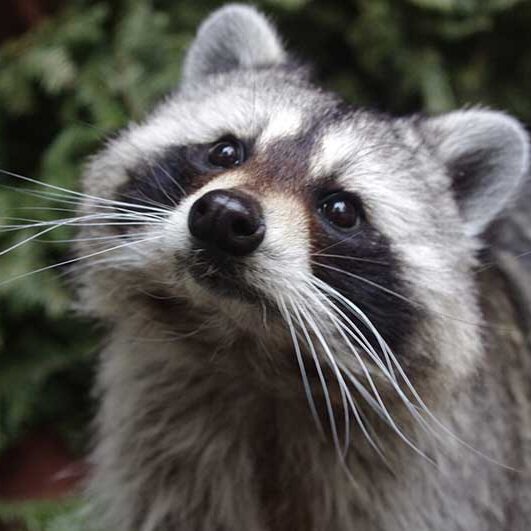 Mammals-Raccoon